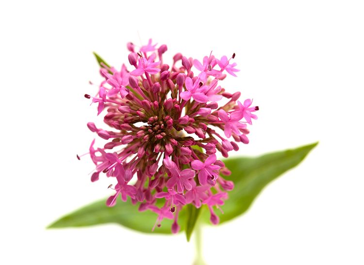 Baldrianwurzel